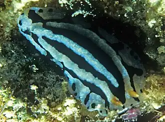 Phyllidiopsis sphingis