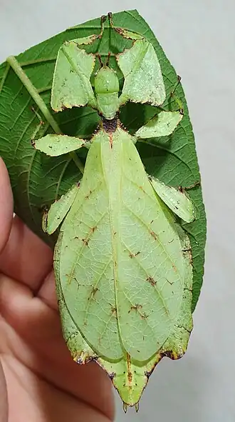 Phyllium tibetense