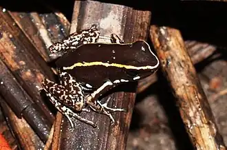 Phyllobates lugubris