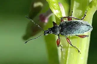 Grote bladsnuitkever