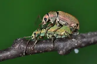 Groene beukensnuitkever