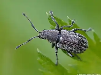 Phyllobius vespertinus