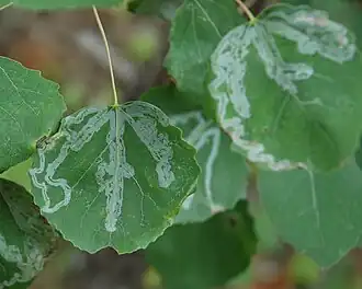 Phyllocnistis labyrinthella