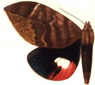 Phyllodes verhuelli
