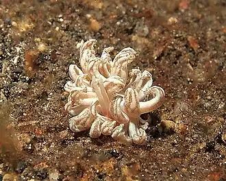 Phyllodesmium jakobsenae