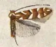 Phyllonorycter auronitens