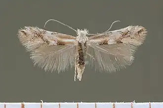Phyllonorycter crimea