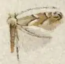 Phyllonorycter diaphanella