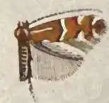 Phyllonorycter gemmea