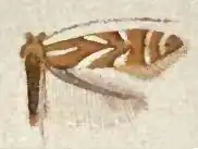 Phyllonorycter ledella