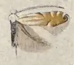Phyllonorycter lucidicostella