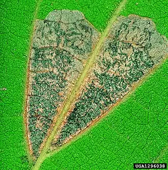 Phyllonorycter millierella