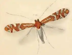 Phyllonorycter nigrescentella