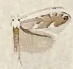 Phyllonorycter olivaeformis