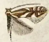 Phyllonorycter propinquinella