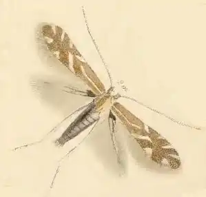 Phyllonorycter staintoniella