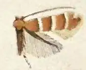 Phyllonorycter tritaenianella