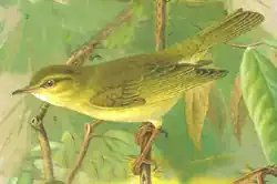 Fitis(Phylloscopus trochilus)