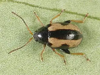 Phyllotreta ochripes