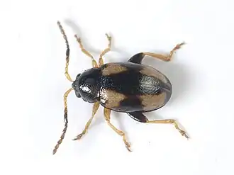 Phyllotreta tetrastigma