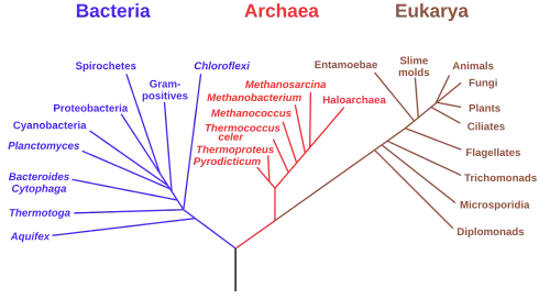 Voorbeeld van een fylogenetische stamboom die een overzicht geeft van de verwantschap tussen alle biologische rijken