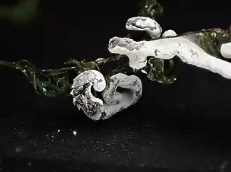 Niervormig kalkkopje