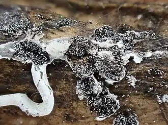 Niervormig kalkkopje