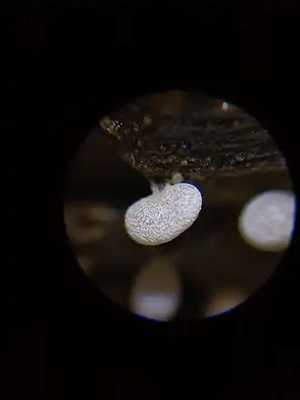 Samengedrukt kalkkopje