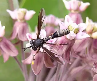 Physocephala furcillata