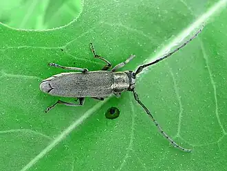 Phytoecia nigricornis