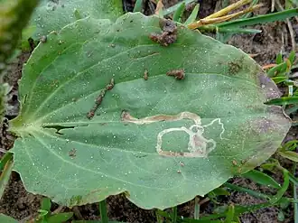 Phytomyza plantaginis