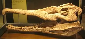 Phytosaurus