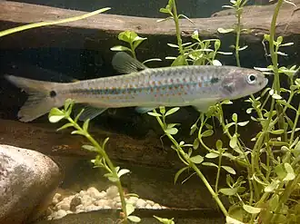 Piabucina erythrinoides