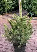 Picea pungens 'Glauca'