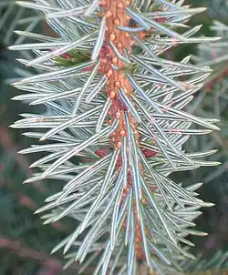 Bladkussentjes bij Sitkaspar