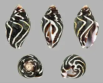 Pictocolumbella ocellata