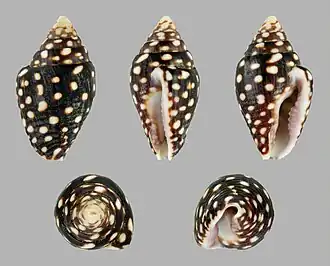 Pictocolumbella ocellata