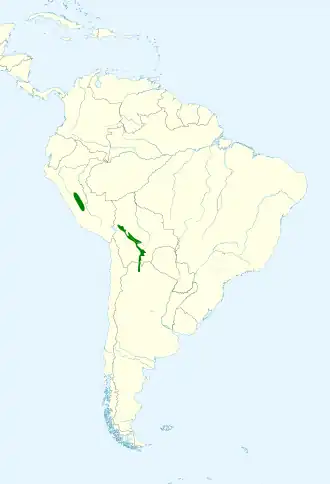 D'Orbigny's dwergspecht