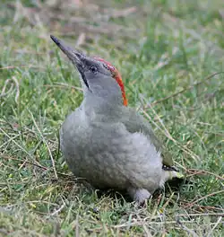 Iberische groene specht(Picus sharpei) ♀