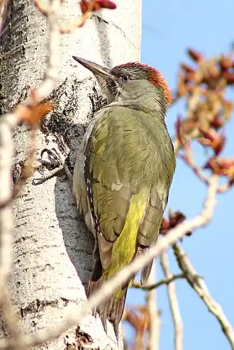 Iberische groene specht