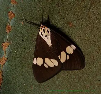 Nyctemera lacticinia