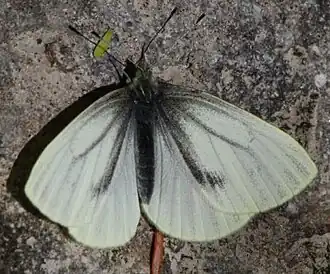 Pieris marginalis