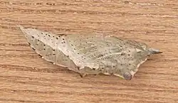 Pop van klein koolwitje