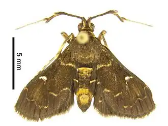 Piletocera xanthosoma
