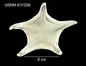 Pillsburiaster geographicus