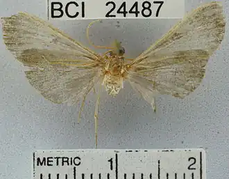 Pilocrocis musalis