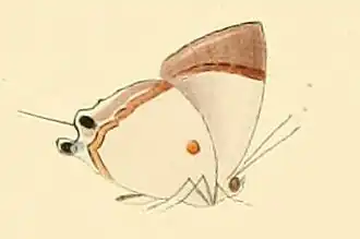 Pilodeudorix otraeda