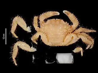 Pilodius cephalalgicus