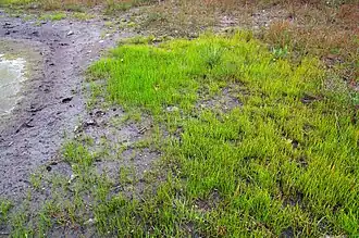 Een zomeraspect van de pilvaren-associatie.