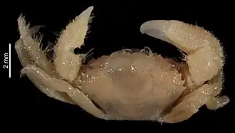 Pilumnus parvulus